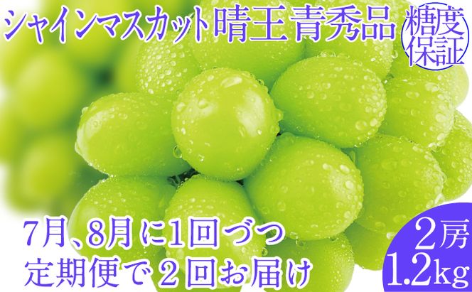 2026年予約受付中【2回定期便】シャインマスカット晴王 2房 約1.2kg 7月8月に出荷 人気 岡山県産 種無し 皮ごと食べる みずみずしい   おかやま 果物大国 ハレノフルーツ