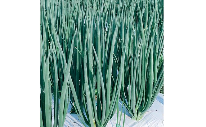 【4か月定期便】生産農家直送 京野菜・九条ねぎ1kg〈定期便 ねぎ ネギ 葱 九条ねぎ 京野菜 京都 新鮮 甘い 農家直送 野菜〉 4ヶ月 4回 