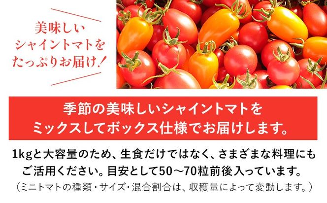 シャイントマト 2kg シャイントマトファーム《1月中旬-6月中旬頃出荷》岡山県 笠岡市 送料無料 トマト 野菜 ミニトマト---S-25---