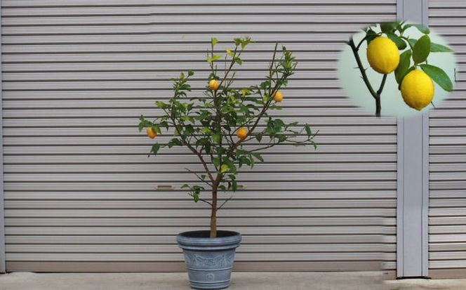 苗木 レモン 特大サイズ レモンの木 鉢植え グレー鉢 1個 植物 ガーデン ※配送不可:北海道、沖縄、離島 果物類 柑橘類 檸檬 