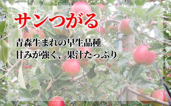 9月発送 贈答用 葉取らず サンつがる 約 5kg【 特選 】鶴翔りんごGAP部会 青森県産 津軽産 リンゴ 林檎 つがる 果物類 ギフト 