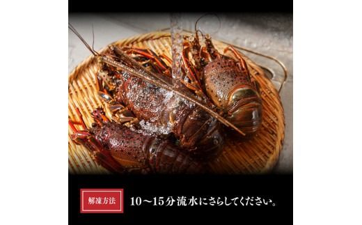 ※内容量が選べる※ 【訳あり！】【漁協直送！】冷凍伊勢海老 【 伊勢海老 イセエビ 訳あり 魚介 】 [B01707 B01708 B01709]