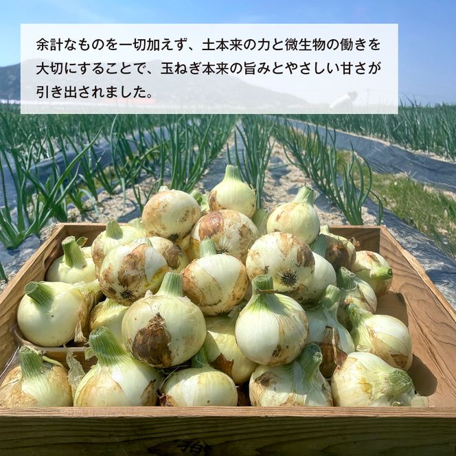 新玉ねぎ 自然栽培 4.5kg 玉ねぎ
