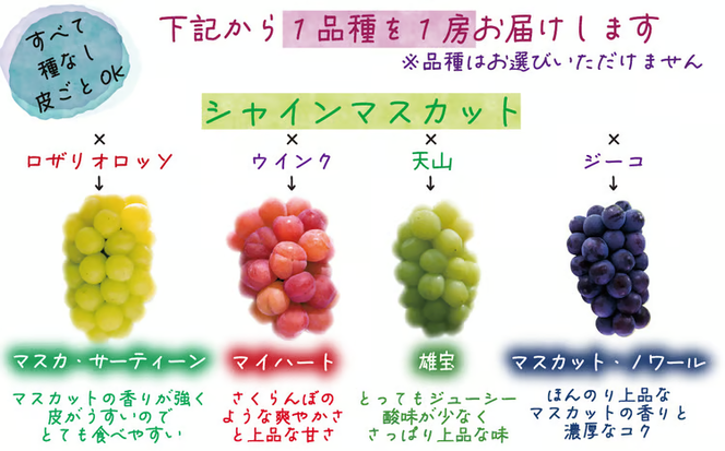 【2026年先行予約】岡山 花笑み農園　『園主おすすめぶどう2種セット』～シャインの親子セット～ 【hana065-02】