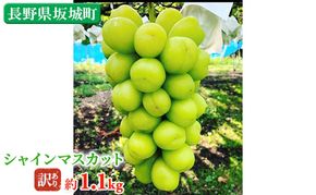 冷蔵シャインマスカット 約1.1kg 房 秀品 柳澤果樹園 ぶどう 長野 マスカット ブドウ フルーツ 果物 シャイン 果物類　訳アリ