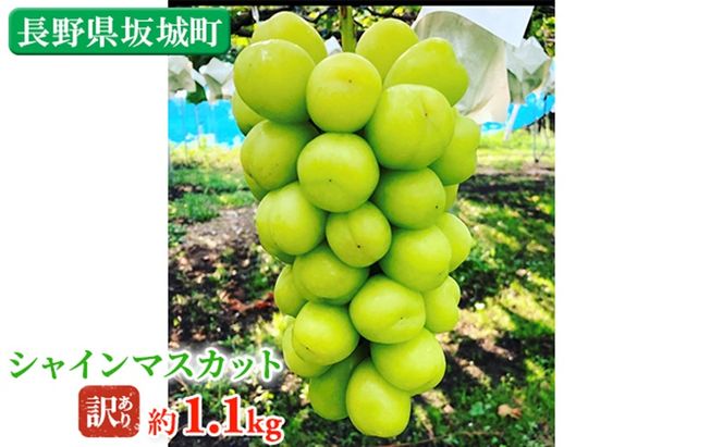 冷蔵シャインマスカット 約1.1kg 房 秀品 柳澤果樹園 ぶどう 長野 マスカット ブドウ フルーツ 果物 シャイン 果物類　訳アリ