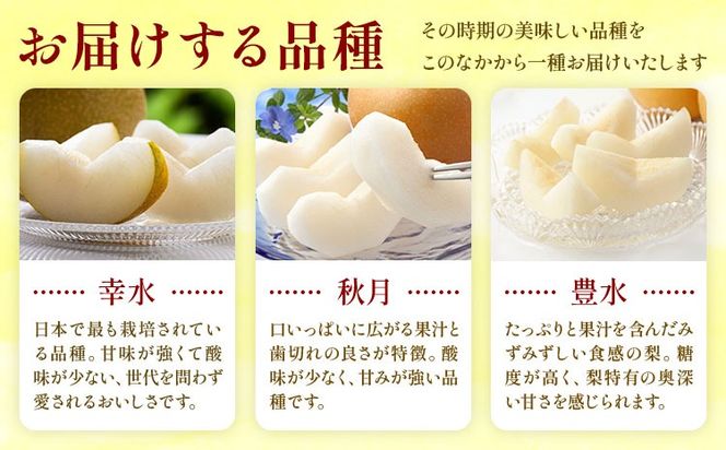 おまかせ梨 秀品 選べる内容量 約1.8kg 約5kg 約10kg 日本フルーツ《8月上旬-10月上旬頃出荷》熊本県 長洲町 なし 梨 果物 フルーツ デザート ギフト ご贈答 ---sn_cnfomn_ad810_r8_10000_1800g---