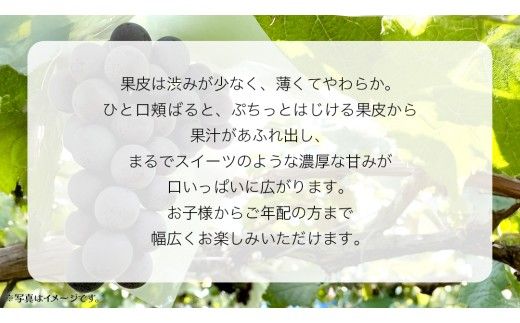 【 桐箱入り 】 ナガノパープル 1房 【2026年8月上旬発送開始】(茨城県共通返礼品：大子町) ぶどう 葡萄 ブドウ 果物 フルーツ 果物 贈答用 ギフト 贈り物