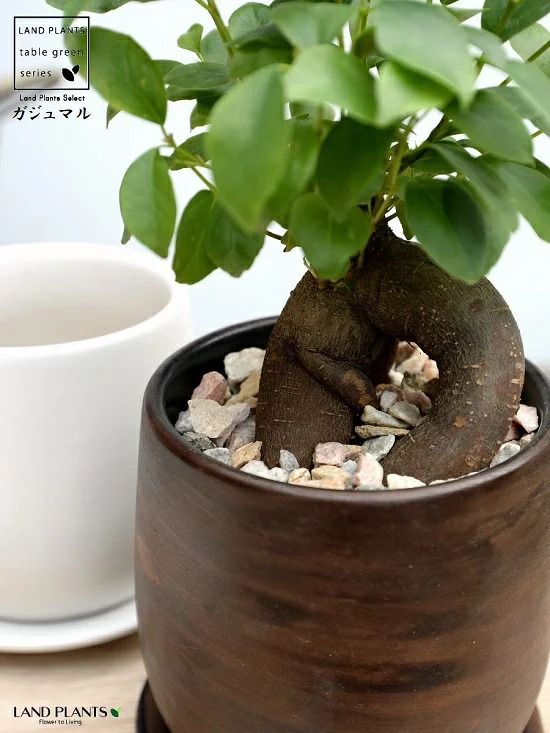 【オリジナル鉢】 ガジュマル（幹太） ウッド風 ペイント陶器鉢 Sサイズ 【天然砕石・受皿・育て方】 がじゅまるの木 ガジュマル 幸福をもたらす 多幸の樹 精霊 鉢植え 鉢 丸鉢 陶器 ブラウン 茶色 茶 こげ茶 ウォールナット 木目 木目調