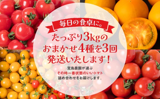 【定期便3回】おまかせトマト4種 3kg×3回 計9kg 八代市産 宮島農園 ミニトマト トマト とまと 農産物 野菜 セット 詰め合わせ 定期便 熊本県 八代市