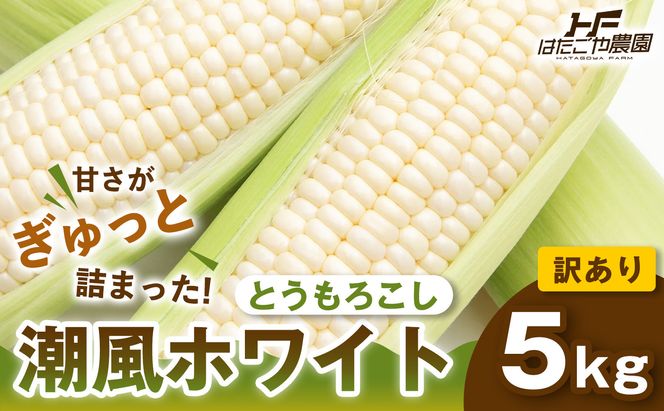 ［おいしさそのまま］訳アリ 潮風ホワイト 5kg 1セット とうもろこし トウモロコシ 白 コーン とうもろこし BBQ 焼き肉 白浜町 304018_ET06