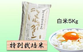 特別栽培米★白米５kg 【ミルキークイーン】 お米 ブランド米 銘柄米 精米 ご飯 おにぎり モチモチ 低アミロース米 冷めても美味しい 