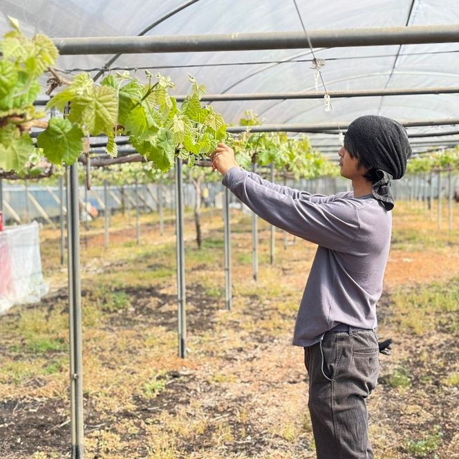 ぶどう 2026年 先行予約 話題の品種 富士の輝＆こだわりのシャインマスカット 贈答ランク 合計約1.4kg ブドウ 葡萄 岡山県産 国産 フルーツ 果物 ギフト 【 Nini farm 農家 直送 】