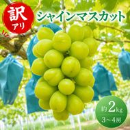 訳あり シャインマスカット 約2kg 3～4房 高梁市産 2026年 先行予約 ぶどう 化粧箱 葡萄 ブドウ うめづぶどう園