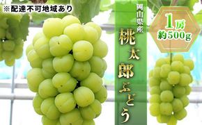 ぶどう 2026年 先行予約 桃太郎 ぶどう 1房 約500g ブドウ 葡萄  岡山県産 国産 フルーツ 果物 ギフト 
