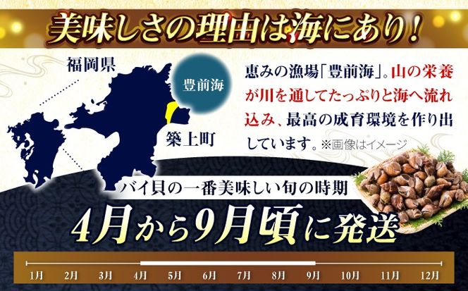 豊前海産 バイ貝 2kg (40〜66個前後) 《築上町》【明青丸】 バイガイ 貝 カイ[ABCB014]