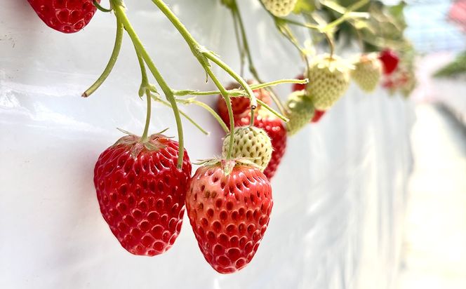 【先行予約】MIYAFARM いちご（品種：べにほっぺ）12粒入り×4パック 合計 48粒 ※北海道・沖縄・離島への配送不可 ※2027年1月中旬～5月下旬頃に順次発送予定