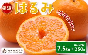 ［先行予約］厳選 はるみ7.5kg+250g（傷み補償分）［デコポンの姉妹品種・新食感春みかん］ CZ144