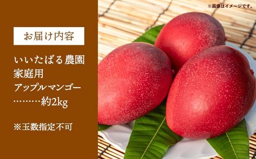 【先行受付】【2026年発送】いいたばる農園の家庭用アップルマンゴー約2kg - ご家庭用 先行予約 沖縄県産 産地直送 農薬不使用 除草剤不使用 南国フルーツ 旬の味覚 マンゴー オススメ 沖縄県 八重瀬町