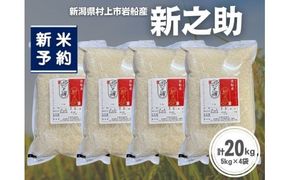 【新米受付・令和8年産米】新潟県村上市岩船産 新之助20kg（5kg×4袋）1099013N
