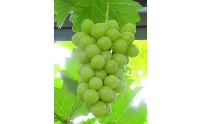 ぶどう 2026年 先行予約 シャイン マスカット 【8月中旬～順次発送分】約2kg 糖度抜群！ ブドウ 葡萄 岡山県産 国産 フルーツ 果物 ギフト 果物類 