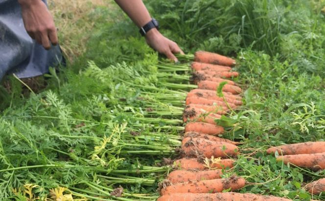 【先行予約11月下旬～順次発送】SORA農園の有機にんじん5kg　有機野菜 有機農園 オーガニックファーム オーガニック野菜 有機栽培 人参 にんじん ニンジン キャロット 冬野菜　SN00006