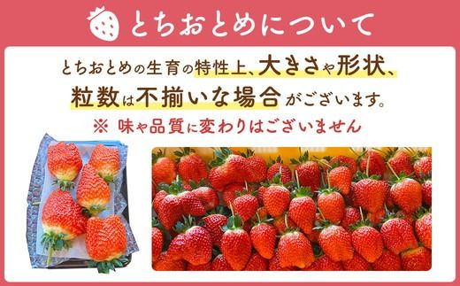 【先行予約】いちご とちおとめ つる付き 4パック ※2027年2月～発送