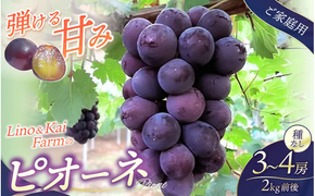 【2026年先行予約】【ご家庭用】 岡山の『ニューピオーネ』 3房～４房 (2kg前後 化粧箱入) Lino＆Kai Farm / 朝採れ ぶどう 岡山 真庭市 ピオーネ 高級 ギフト 大粒 果物 贈答 人気 産地直送 国産 数量限定 種なし 【linokai005-02】