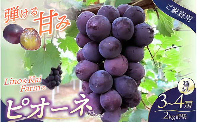 【2026年先行予約】【ご家庭用】 岡山の『ニューピオーネ』 3房～４房 (2kg前後 化粧箱入) Lino＆Kai Farm / 朝採れ ぶどう 岡山 真庭市 ピオーネ 高級 ギフト 大粒 果物 贈答 人気 産地直送 国産 数量限定 種なし 【linokai005-02】