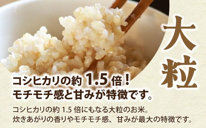 富山県滑川市産　弱アルカリ性米　「ピロール農法米　いのちの壱」玄米5kg【2025年10月中旬より順次発送】 / 産地直送 袋 ブランド米 お米 米 ご飯 ごはん 富山 滑川市 アグリめぐみ 農家直送 おこめ