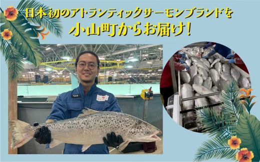 日本初 完全陸上養殖 静岡県小山町産 アトランティックサーモン 冷凍 ポキ丼 （ 食べ比べ セット 約160g / 約130g × 3パック × 4つの味 ） 