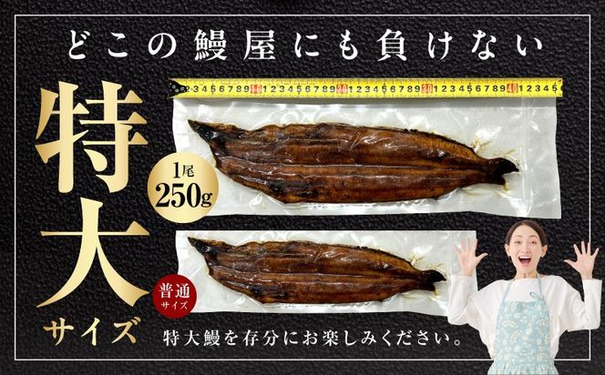 099H5080 【贈答用】五郎藤 関西風地焼き 国産有頭旨鰻 250g×1尾 計約250g 特大 うなぎ ウナギ 蒲焼き 炭火