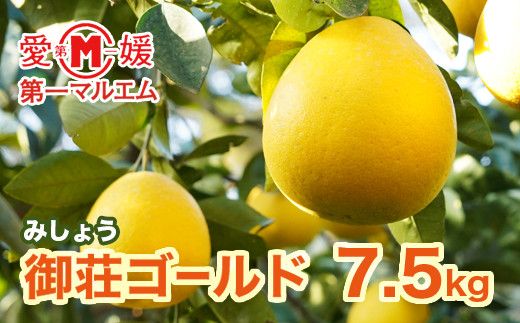 第一マルエムの御荘ゴールド（愛南町産の河内晩柑）7.5ｋｇ 発送期間：2026年3月中旬～(なくなり次第終了)