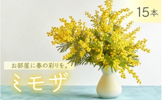  ～ 春の訪れ ～ ミモザ 15本入り〈なかやFarm 和歌山県 紀美野町〉/   癒し 植物 プランター フラワー プラント 花瓶  アカシア ミモザ ハーブ プレゼント ギフト 【nkf948-mimo-15】
