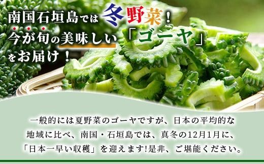 南国石垣島では冬が旬！朝採れ「ゴーヤ」たっぷり20本セット！減農薬！最優秀賞受賞の農家から！12月～3月順次発送【 沖縄県石垣市 石垣島産 フレッシュ ゴーヤ 減農薬 特別栽培 野菜 採れたて 離島のいいもの 沖縄いいもの石垣島 】OI-11