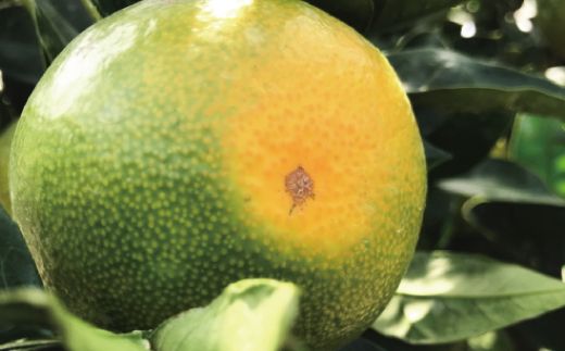 【先行予約】【初秋の美味】【農家直送】特選　青切り有田みかん　約5kg+200g(傷み補償分)【2026年9月中旬～10月上旬頃に順次発送予定】【ard044D】