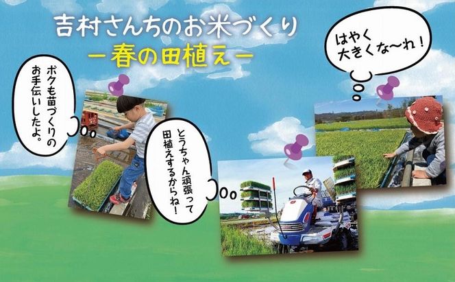 ｜従来品種｜ 魚沼産 コシヒカリ 2kg ×3袋 計6kg 米 こしひかり お米 コメ 新潟 魚沼 魚沼産 白米 送料無料 新潟県産 精米 産直 農家直送 お取り寄せ 吉村さんちのお米 新潟県 十日町市 