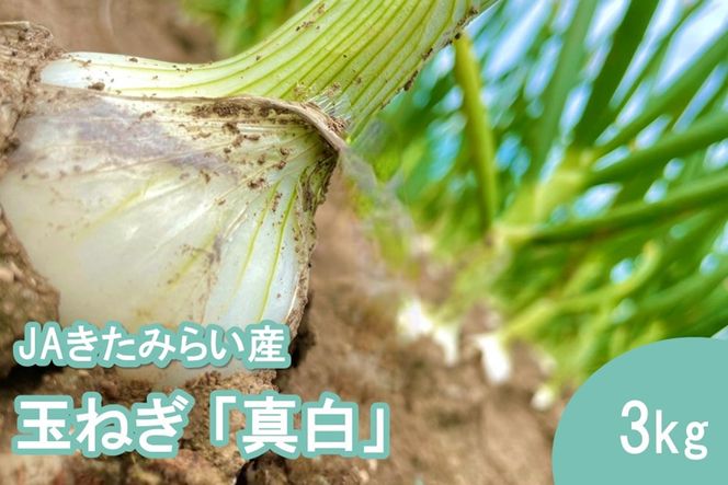 【予約：2027年8月発送】JAきたみらい産 玉ねぎ 真白 3kg ( 玉葱 たまねぎ 野菜 ましろ )【225-0002】