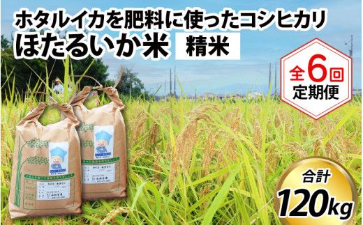ほたるいか米（精米20kg）×6回 計120kg【6ヶ月定期便】