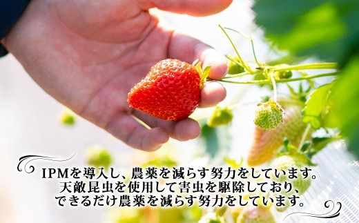  【訳あり】 完熟あまおう 2パック 約275g×2パック 合計約550g 【2027年2月上旬～3月上旬までに出荷予定】いちご 苺 訳あり 家庭用 果物 フルーツ