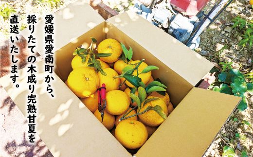 数量限定 先行予約 訳あり 木成り 完熟 甘夏 15kg 10000円 樹齢 50年 みかん あまなつ 夏みかん グレープフルーツ だいだい 家庭用 事前 予約 受付 産地直送 国産 農家直送 糖度 果樹園 期間限定 特産品 ゼリー マーマレード ピール ジュース デザート 等に 人気 甘い おいしい フルーツ 果物 柑橘 蜜柑 規格外 減農薬 あいなん総合ファクトリー 愛南町 愛媛県