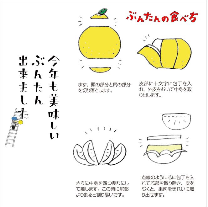 【2026年発送】岡林農園の(家庭用)土佐文旦(約5kg/8～12玉) 栽培期間中 農薬不使用