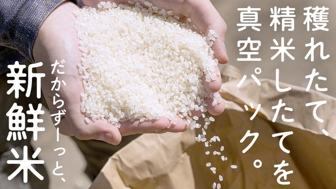 無洗米 コシヒカリ 真空 300g ( 2合 ) × 15袋 令和7年産 米 お米 コメ 茨城県 コシヒカリ こしひかり 新生活 応援 [EX001ci]