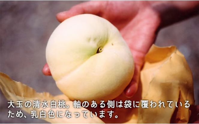 桃 2026年 先行予約 清水白桃 約2.2kg 大玉 6～7玉 もも モモ 岡山県産 国産 フルーツ 果物 ギフト