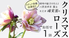 《 先行予約 》【 確実園 オリジナル 】 クリスマスローズ （ おまかせ 1点 ） ガーデニング 花 はな フラワー 鉢 鉢植え [BG001us]