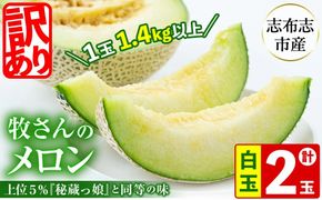 【春限定・数量限定】牧さんの訳ありメロン 白玉(青肉)計2玉 b0-106-s