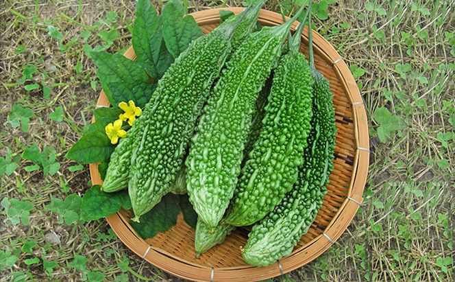 飲む にがうり （ スティック タイプ ） 健康食品 