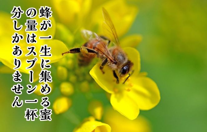 はちみつ 有田の百花蜜蜂蜜 210g 和歌山県産 産地直送 【みかんの会】  AX384