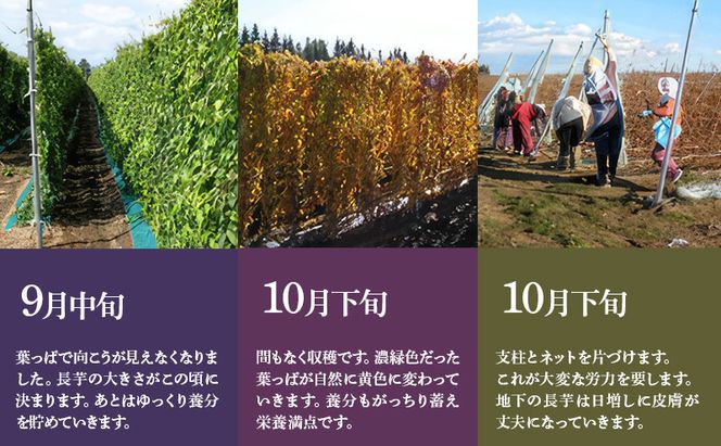 北海道 十勝の大地が育てたシャキシャキ食感と強い粘り 幕別産 長いも Lサイズ 5kg ［木川商店］【 長いも 長芋 ながいも ナガイモ とろろ 芋 いも 野菜 10kg 5kg  産地直送 旬 濃厚 北海道 十勝 幕別 】 