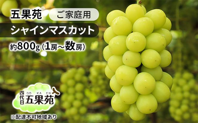 ぶどう 2026年 先行予約 ご家庭用 シャインマスカット 約800g（1房～数房） ぶどう フルーツ 果物 岡山 五果苑 減農薬 甘い 美味しい 人気 種なし 皮ごと デザート おもてなし 